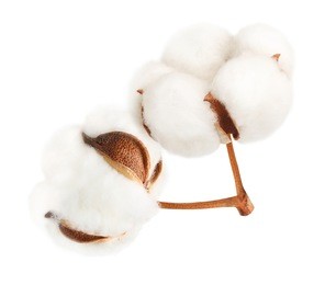 cotton plant flower isolated on white background