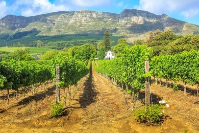 rows of grapes in picturesque stellenbosch wine region with thelema mountain as a backdrop. the vineyards of stellenbosch is one of the most popular attractions of south africa near cape town.