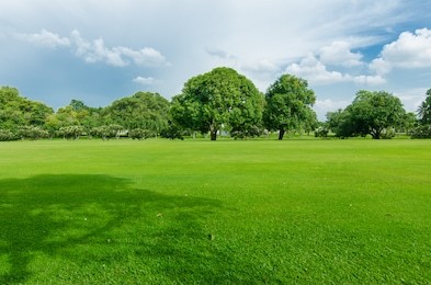 big tree with blue sky background,