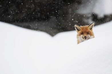 red fox (vulpes vulpes). old red fox. national park, gran paradiso. alps, italy