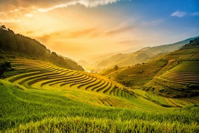 beautiful sunset on terraced rice field in harvest season in mucangchai, vietnam