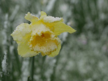 yellow narcissus covered with frost