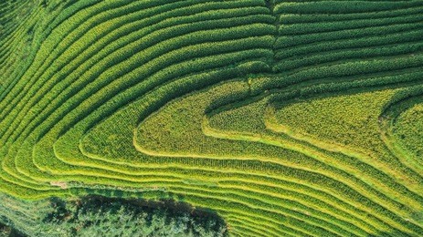 top view or aerial shot of fresh green and yellow  rice fields.longsheng or longji rice terrace in ping an village, longsheng county, china. 