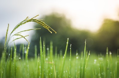 rice field , after rain.