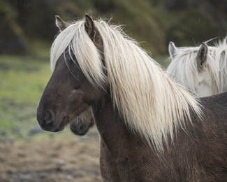 portrait of a hardy icelandic palomino horse, or ponies, at porsmork, in the highlands. there are no other types of horses in iceland.