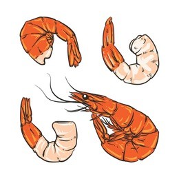 seafood cocktail drawing on a white background. shrimp for a party or dinner at a restaurant serving food from the sea. hand drawn seafood illustration. prawn.