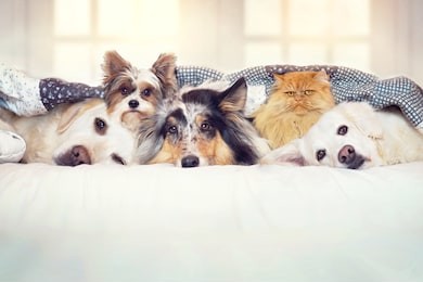 many dogs and a cat lie together in bed