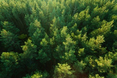 beautiful panoramic photo over the tops of pine forest. aerial view. from above. picture taken using the copter. top view