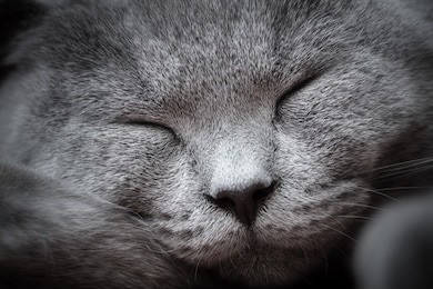 face close-up of a young cute cat sleeping blissfully with cute smile. the british shorthair pedigreed kitten with blue gray fur