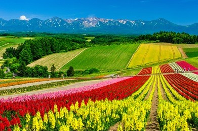 panoramic colorful flower field and blue sky in shikisai-no-oka, biei, hokkaido, japan