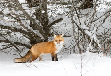 red fox (vulpes vulpes) in the snow in winter in algonquin park