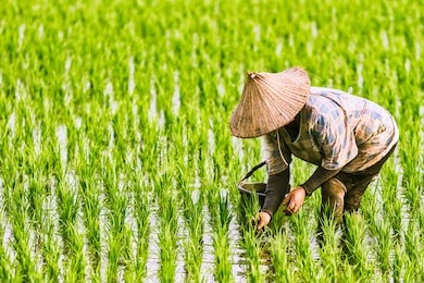 the farmer planting on the organic paddy rice farmland