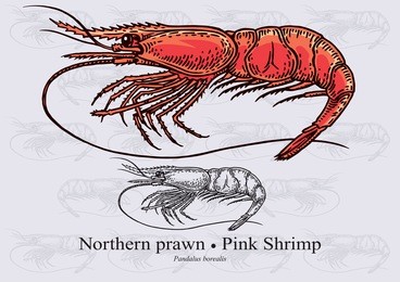 northern prawn, pink shrimp. vector illustration with precise details and optimized stroke that allows the image to be used in small sizes (in packaging design, decoration, educational graphics, etc.)