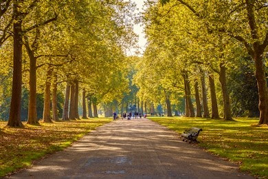 tree lined street in hyde park london, autumn season