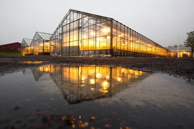 icelandic greenhouse in winter with lights and heating from geothermal energy, hveragerdi, south iceland