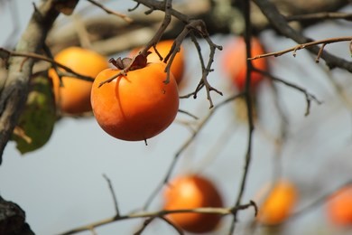 persimmon fruit