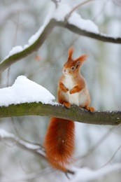 cute red squirrel in winter scene with snow blurred forest in the background. wildlife winter scene with orange fur coat animal.