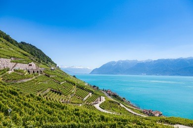 vineyards in lavaux region - terrasses de lavaux terraces, switzerland