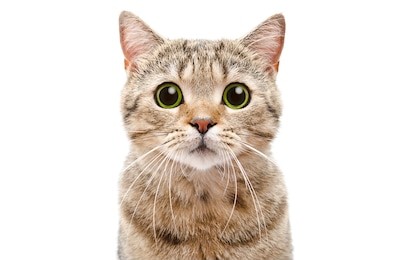 portrait of a surprised cat scottish straight, closeup, isolated on white background