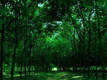 beautiful morning green forest, green forest, green background.