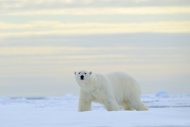 big polar bear on drifting ice with snow, blurred nice yellow and blue sky in background, svalbard, norway. white animal in the nature habitat.