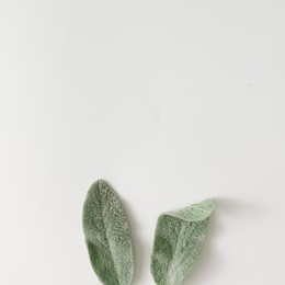 bunny ears made of lambs ears plant leaves. flat lay.