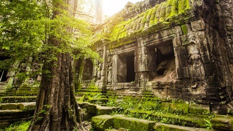 ta prohm temple in angkor wat,siem reap,cambodia.