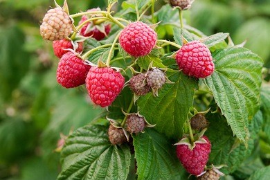 close up of fresh organic berries with green leaves on