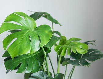 monstera plant
