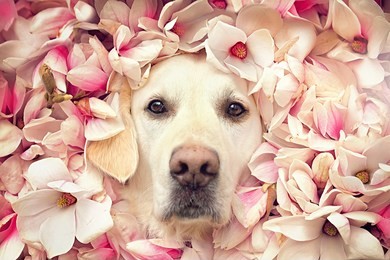 dog face looks between many flowers