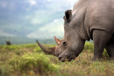 a close up photo of an endangered white rhino / rhinoceros face,horn and eye. south africa