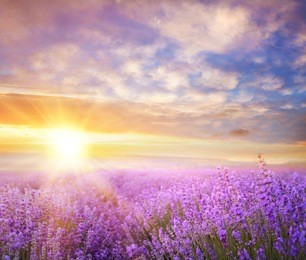 sunset over a summer lavender field, looks like in provence, france. lavender field. beautiful image of lavender field over summer sunset landscape.