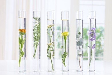 scientific experiment - flowers and plants in test tubes