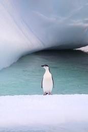 chinstrap penguin on iceberg - antarctica
