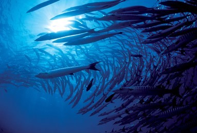 diving at barracuda point, sipadan - malaysia