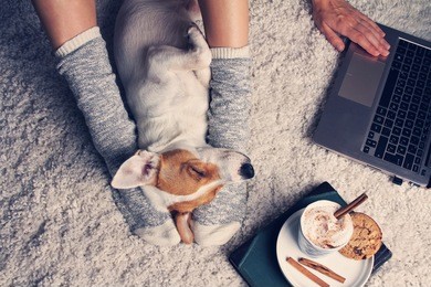 woman in cozy home wear relaxing at home with sleeping dog jack russel terrier, drinking cacao, using laptop, top view. soft, comfy lifestyle.