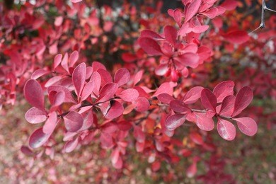 a mature barberry shrub in its full grace.
