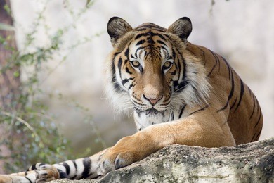 close up face tiger
