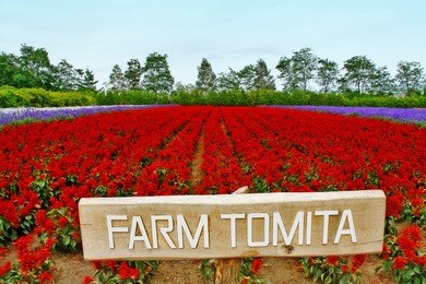 colorful of lavender field in tomita farm, the attractive destination of nakafurano (nakafurano-cho), sorachi district, kamikawa subprefecture, hokkaido, japan