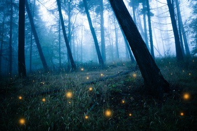 dark forests with fireflies
