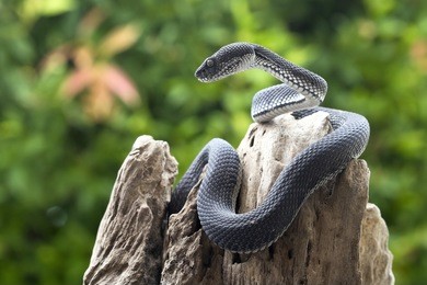 black viper snake on a tree