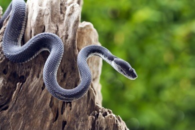 black viper snake on a tree