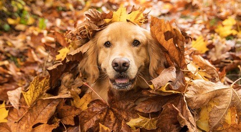 golden retriever dog in a pile of fall leaves