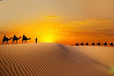 travel with camel
