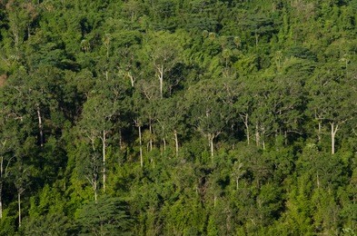 forest and blue sky is background and have plantiful