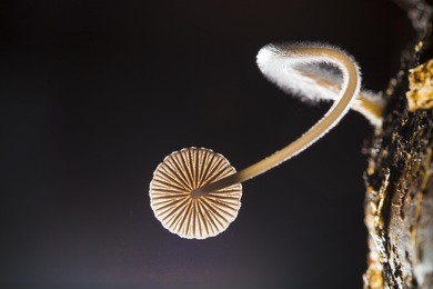 small fungus with flying spores growing on the dead wood in darkness of underground. creative light macro photography on black background.