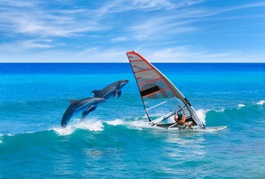 windsurfing and dolphin