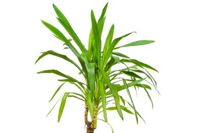 yucca plant isolated on white background