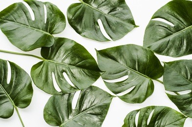 big green leaf for flower arrangement / monstera leaf / popular choice of florist using exotic jungle plant leaf