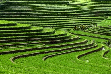 terrace rice fields, bali, indonesia